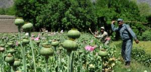 487292753-sigar-cropped_0