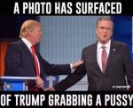 pussybush
